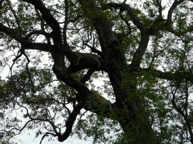 Stray cats...how many can you spot? (Photo by author.)