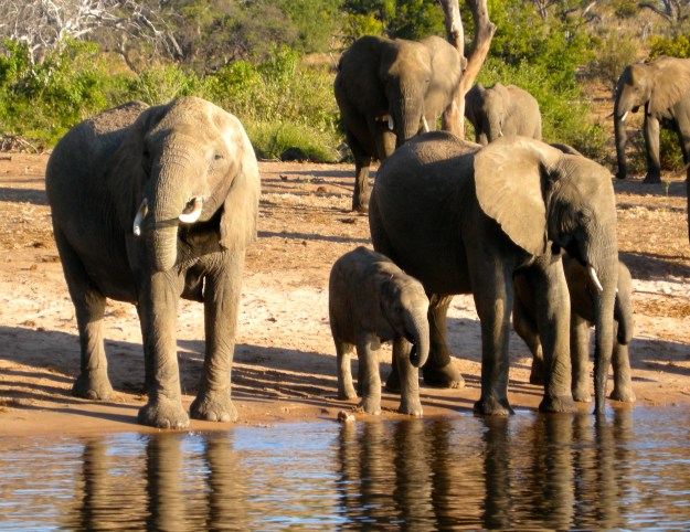 Chillin' at Chobe in Botswana.  (Photo by author.)