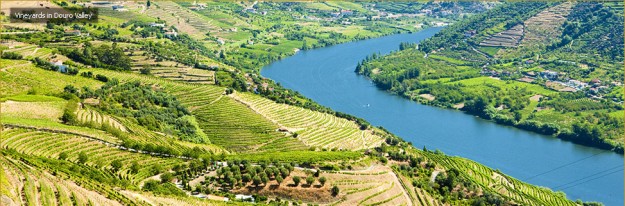 Vineyards along Portugal's Douro River.
