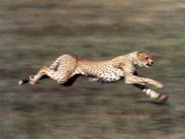 One of the very cool images from Safari: A Photicular Book.