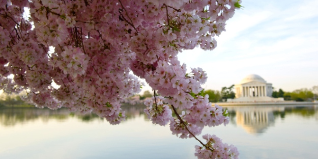 US-FEATURE-CHERRY BLOSSOMS