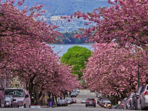 Vancouver's very cherry trees.  (Photo credit: Richard Greenwald)