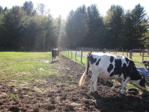 WFAS-Cows